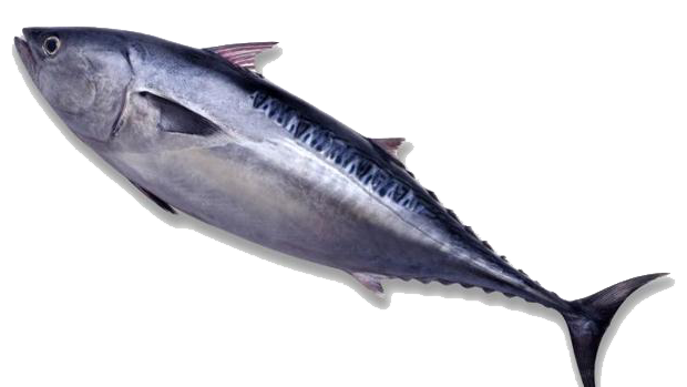 pescado